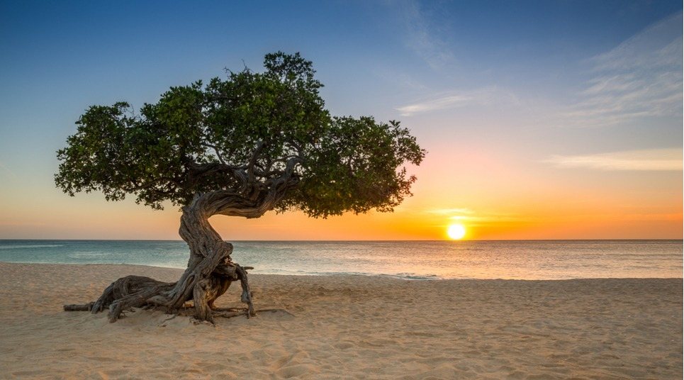 Árvore Divi-divi na praia ao pôr do sol em Aruba
