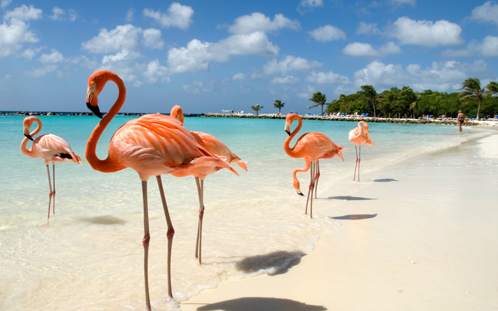 Flamingos na praia de areia branca em Aruba
